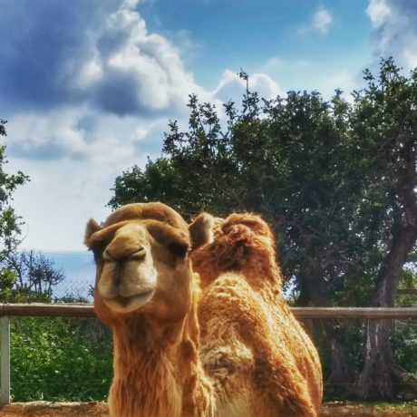Things to Do in Paphos: What You Shouldn’t Miss