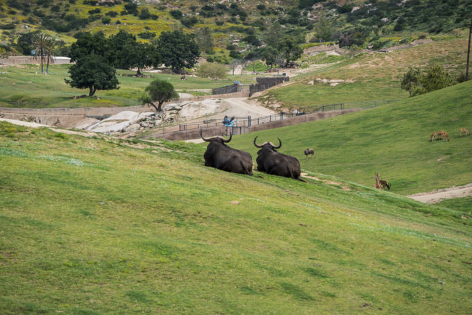 Recommendations for things to do in the city of San Diego, California